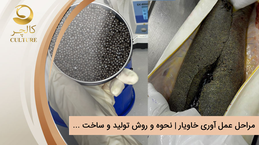 مراحل عمل آوری خاویار | نحوه و روش تولید و ساخت …