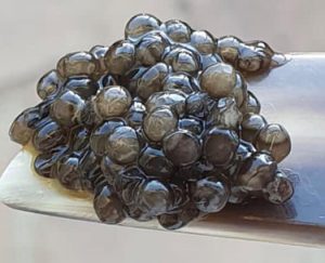 خواص خاویار بری