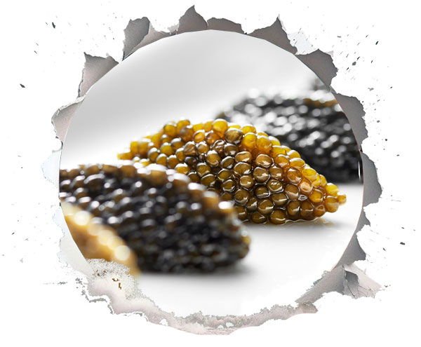 صادرات خاویار