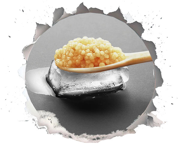 خاویار الماس گران ترین غذاهای دریایی