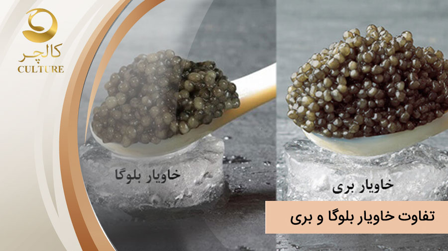 تفاوت بری و بلوگا