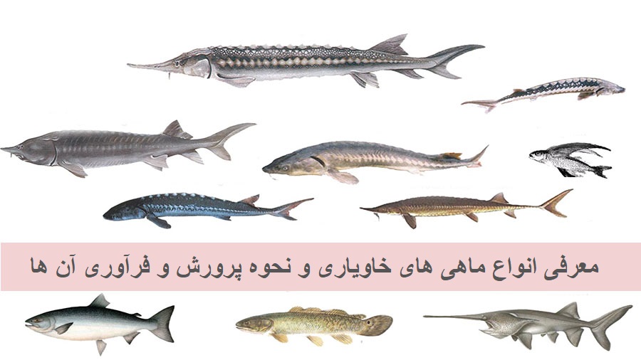 انواع ماهی خاویار