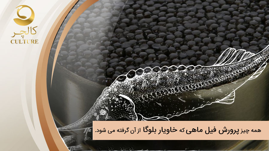 همه چیز درباره پرورش فیل ماهی که خاویار بلوگا از آن گرفته می شود.