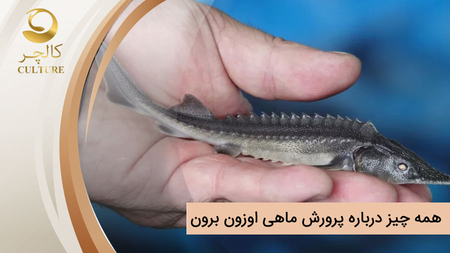 همه چیز درباره پرورش ماهی اوزون برون