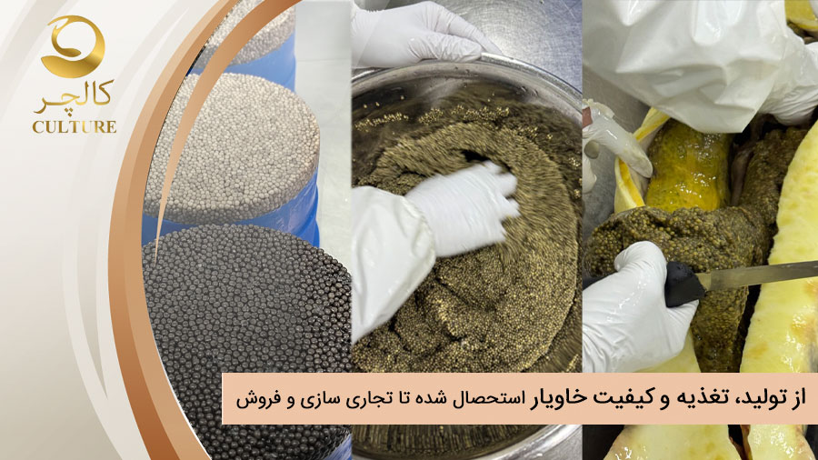 از تولید، تغذیه و کیفیت خاویار استحصال شده تا تجاری سازی و فروش