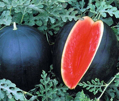 هندوانه سیاه