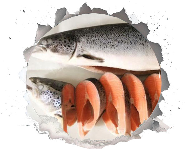 انواع ماهی سالمون