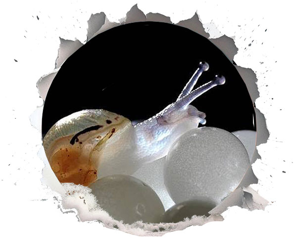 خاویار حلزون