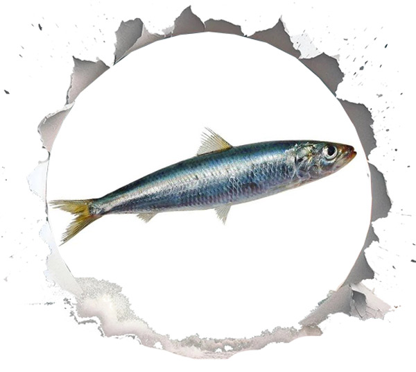 ساردین (Sardine)