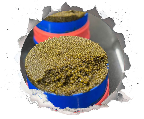 خاویار در سلامت مو