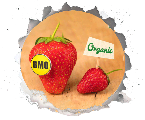 GMO چیست و چه تاثیری در صنعت غذا دارد؟