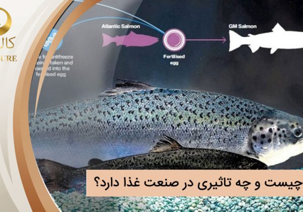 GMO چیست و چه تاثیری در صنعت غذا دارد؟