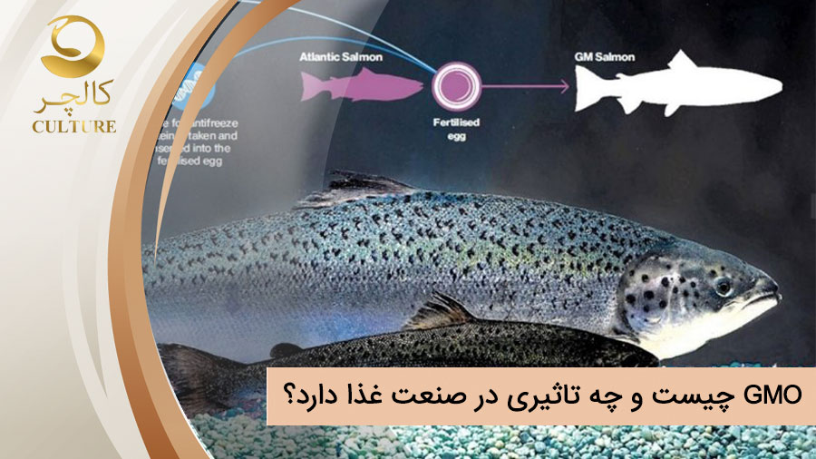 GMO چیست و چه تاثیری در صنعت غذا دارد؟