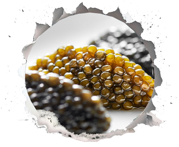 بررسی کیفیت خاویار