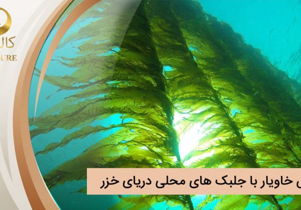 پرورش خاویار با جلبک های محلی دریای خزر: راهکاری نوین برای تولید پایدار