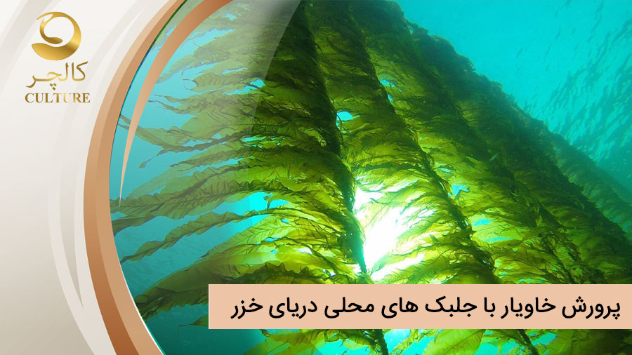 پرورش خاویار با جلبک های محلی دریای خزر: راهکاری نوین برای تولید پایدار
