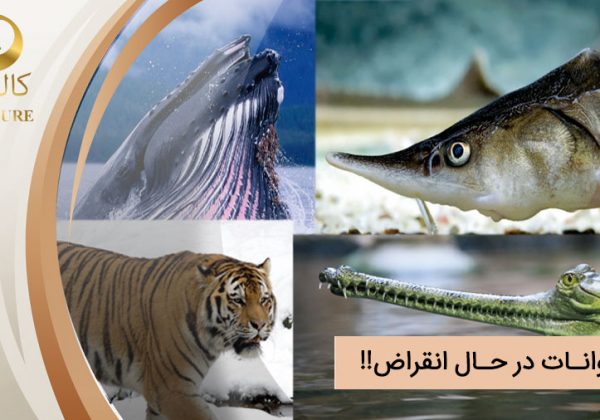 حیوانات در حال انقراض