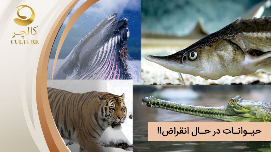 حیوانات در حال انقراض