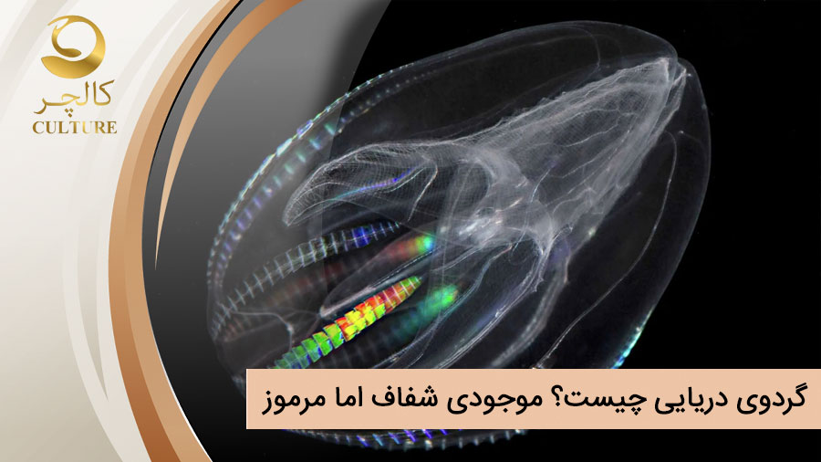 گردوی دریایی 🌊 چیست؟ موجودی شفاف اما مرموز