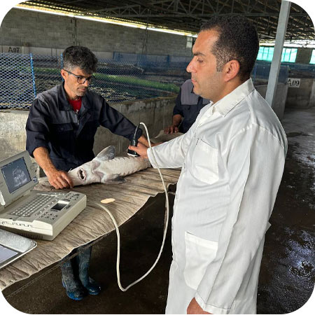 22 سونوگرافی ماهی خاویاری