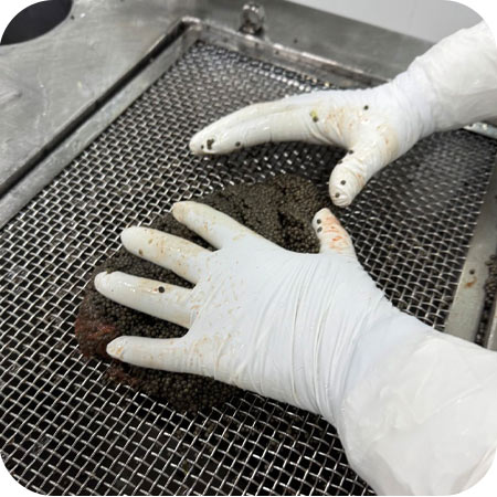 3 آزمایشگاه های خاویار کالچر