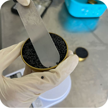 36 آزمایشگاه های خاویار کالچر