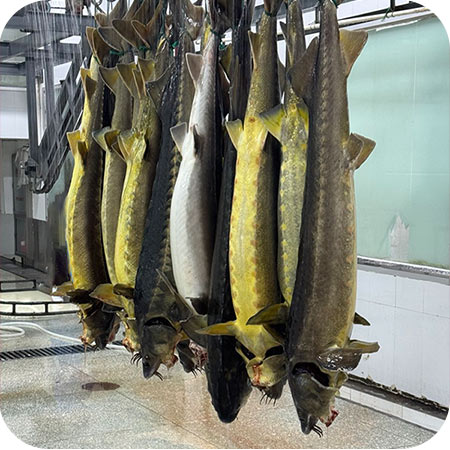 IMG_49408 آزمایشگاه های خاویار کالچر