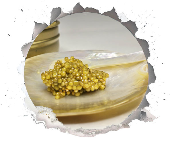 مسئولیت های اجتماعی برند کالچر