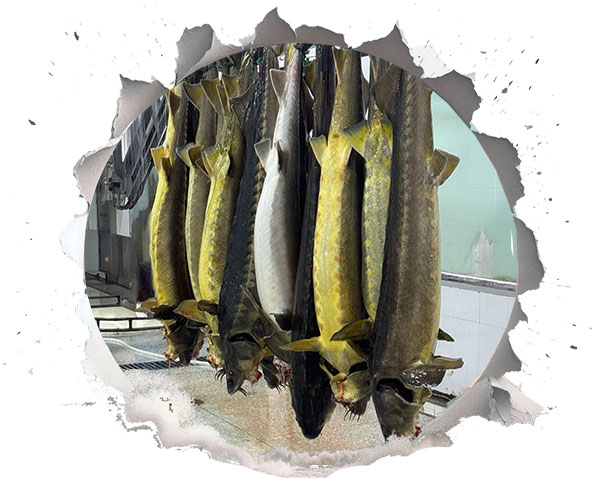 مسئولیت اجتماعی کالچر