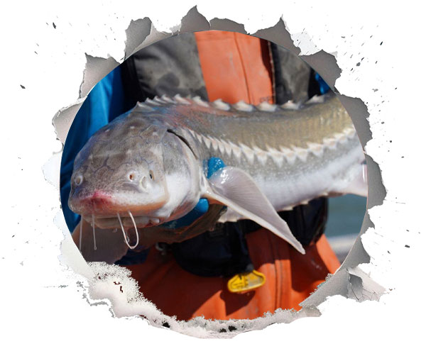 علم پشت تغییر جنسیت ماهی خاویار