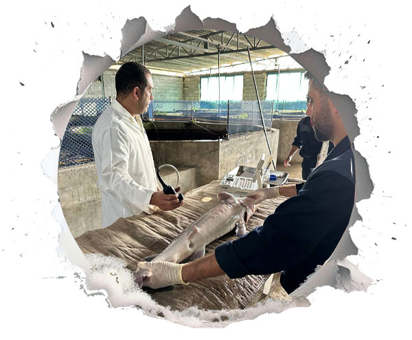 تغییر جنسیت ماهی خاویار