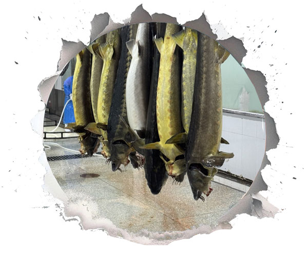 ماهی خاویار