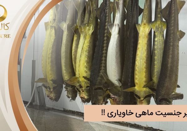 تغییر جنسیت ماهی خاویار