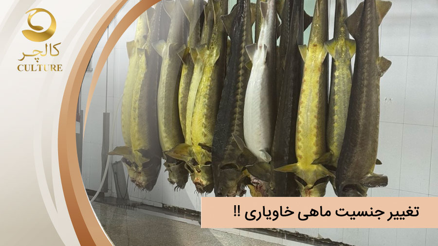 تغییر جنسیت ماهی خاویار