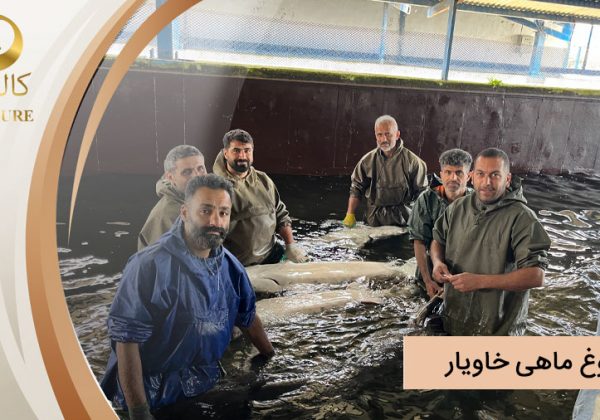 بلوغ ماهی خاویار، چرا برخی از ماهی ها زودتر به بلوغ می رسند؟