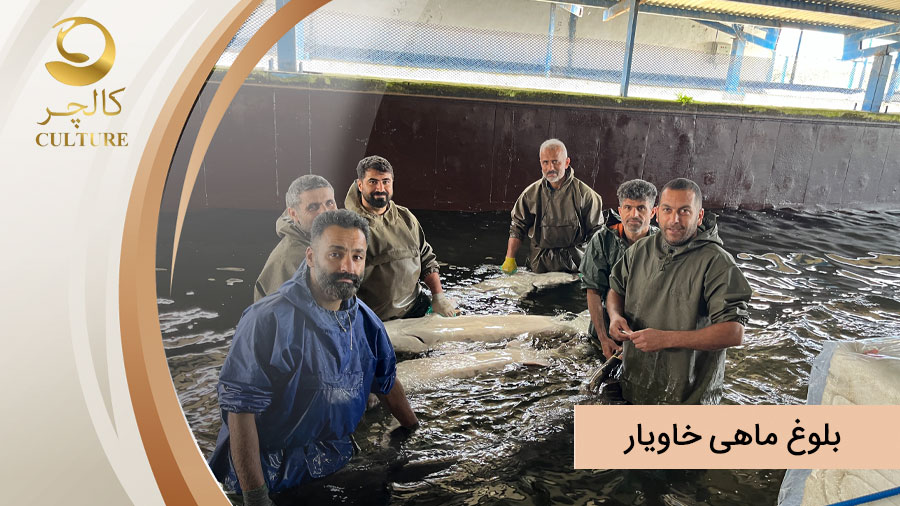 بلوغ ماهی خاویار، چرا برخی از ماهی ها زودتر به بلوغ می رسند؟