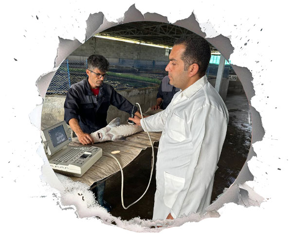 چگونه بدون کشتن ماهی خاویار استخراج میشود؟