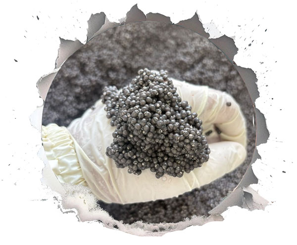 چگونه یک تولیدکننده خاویار استفاده از هوش مصنوعی را آغاز کند؟