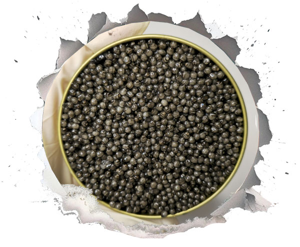 مزایای هوش مصنوعی برای تولیدکنندگان خاویار چیست؟