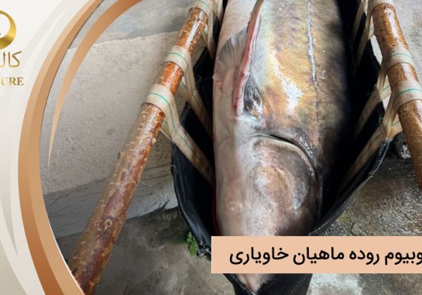 میکروبیوم روده ماهیان خاویاری و تاثیر آن بر کیفیت نهایی خاویار