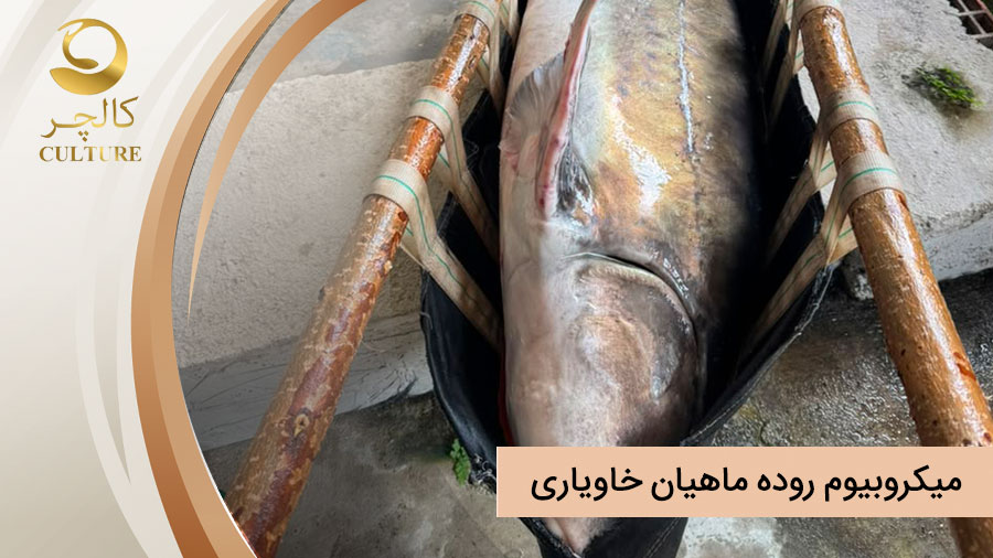 میکروبیوم روده ماهیان خاویاری و تاثیر آن بر کیفیت نهایی خاویار
